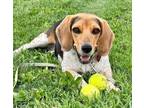 Adopt Earl a Beagle / Mixed dog in Warren, MI (39155948)