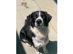 Adopt Otis a Black Great Pyrenees / Mixed dog in Longview, TX (33525952)