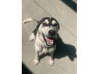 Adopt Sasha a White Husky / Mixed dog in Longview, TX (39155997)