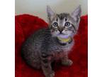 Adopt Cinnamon a Brown or Chocolate Domestic Shorthair / Domestic Shorthair /