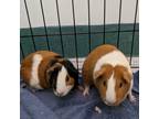 Adopt Daisy a Black Guinea Pig / Guinea Pig / Mixed small animal in Richmond