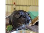 Adopt Turvy a Black Guinea Pig / Guinea Pig / Mixed small animal in Richmond