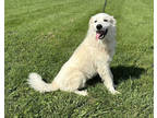 Adopt Bear a White Great Pyrenees / Mixed dog in Paducah, KY (39155859)