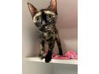 Adopt Tart a Orange or Red Domestic Shorthair / Domestic Shorthair / Mixed cat