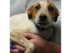 Adopt Nellie a Tan/Yellow/Fawn Australian Cattle Dog / Mixed dog in Bowling