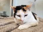 Adopt Ellie Mae a White Domestic Shorthair / Domestic Shorthair / Mixed cat in