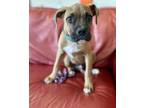 Adopt Quincy a Brown/Chocolate Boxer / Mixed dog in North Wilkesboro