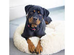 Adopt Ella a Black Rottweiler / Mixed dog in Atlanta, GA (39155840)