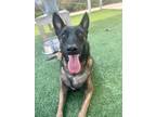 Adopt HARMONY a Black Belgian Malinois / Mixed dog in San Antonio, TX (39118843)