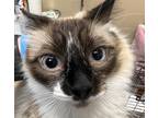 Adopt Genevieve a Domestic Mediumhair / Mixed cat in Spokane Valley
