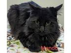 Adopt Mando a All Black Domestic Longhair / Mixed cat in Burton, MI (39155747)