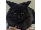 Adopt Eno a All Black Domestic Longhair / Mixed cat in Burton, MI (39155744)