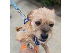 Adopt PEACHES a Brown/Chocolate Terrier (Unknown Type, Small) / Mixed dog in