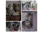 Adopt Chiquito and Nora a Domestic Shorthair / Mixed (short coat) cat in Yuba