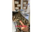 Adopt 23-1093 Sushi a Brown or Chocolate Domestic Shorthair / Domestic Shorthair