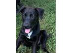 Adopt Pope a Black Labrador Retriever / Mixed dog in Norfolk, MA (39155739)