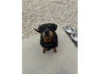 Adopt Mickey a Black Miniature Pinscher / Mixed dog in Monticello, IA (39155647)