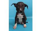 Adopt Fenton a Black Rat Terrier / Beagle / Mixed dog in Morton Grove