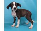 Adopt Fanny a Black Rat Terrier / Beagle / Mixed dog in Morton Grove