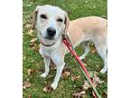 Adopt Cindy a Tan/Yellow/Fawn Beagle / Mixed dog in Morton Grove, IL (39114360)