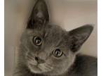 Adopt Pierce a Gray or Blue Domestic Shorthair / Domestic Shorthair / Mixed cat