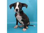 Adopt Freda a Black Rat Terrier / Beagle / Mixed dog in Morton Grove