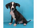 Adopt Falcon a Black Rat Terrier / Beagle / Mixed dog in Morton Grove