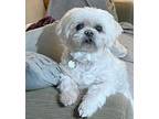 Adopt Pixie a White Lhasa Apso / Shih Tzu / Mixed dog in Hillsboro