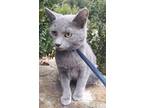 Adopt Ms Gray a Gray or Blue Domestic Shorthair / Domestic Shorthair / Mixed cat