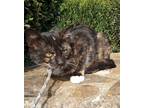 Adopt Shanna a All Black Domestic Mediumhair / Domestic Shorthair / Mixed cat in