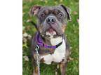 Adopt Poseidon a Gray/Blue/Silver/Salt & Pepper American Pit Bull Terrier /