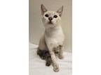 Adopt Blu - e a Cream or Ivory Siamese / Domestic Shorthair / Mixed cat in