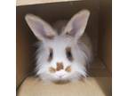 Adopt Oblivion a White Lionhead / Other/Unknown / Mixed rabbit in Hilliard