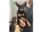 Adopt Chive a Black Miniature Pinscher / Mixed dog in Madera, CA (39155529)