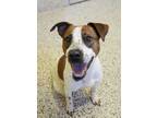 Adopt Chewy 48435 a Brown/Chocolate American Pit Bull Terrier / Jack Russell