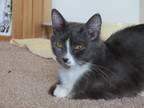 Adopt Cucumber a Gray or Blue Domestic Shorthair / Domestic Shorthair / Mixed