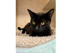 Adopt Lexy a All Black Domestic Shorthair / Domestic Shorthair / Mixed cat in