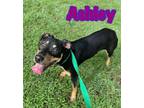 Adopt Ashley a Black Shepherd (Unknown Type) / Mixed dog in Louisburg