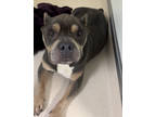 Adopt Pudge a Gray/Blue/Silver/Salt & Pepper American Pit Bull Terrier / Mixed