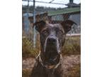 Adopt Bonita a Black Mixed Breed (Large) / Mixed dog in Missoula, MT (39155223)