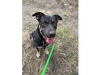 Adopt George a Black Mixed Breed (Large) / Mixed dog in Missoula, MT (39155212)