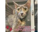 Adopt Elemelon a Gray or Blue Domestic Shorthair / Domestic Shorthair / Mixed