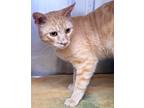 Adopt 655834 a Orange or Red Domestic Shorthair / Domestic Shorthair / Mixed cat