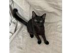 Adopt Jack Daniels a All Black Domestic Shorthair / Domestic Shorthair / Mixed