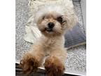 Adopt Bo Peep *In Foster Care* a White Shih Tzu / Mixed dog in Voorhees