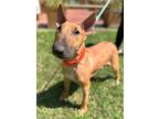 Adopt Mimosa a Tan/Yellow/Fawn Bull Terrier / Mixed dog in Voorhees