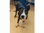 Adopt Baked Bean a Black American Pit Bull Terrier / Mixed dog in Westland