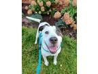 Adopt Trevor a White American Pit Bull Terrier / Mixed dog in Westland