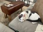 Adopt Klous a Black & White or Tuxedo American Shorthair / Mixed (short coat)