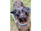Adopt Scruff a Black Jack Russell Terrier / Poodle (Miniature) / Mixed dog in